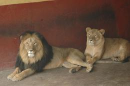 Illustration for article titled New species of lion discovered at Ethiopian zoo